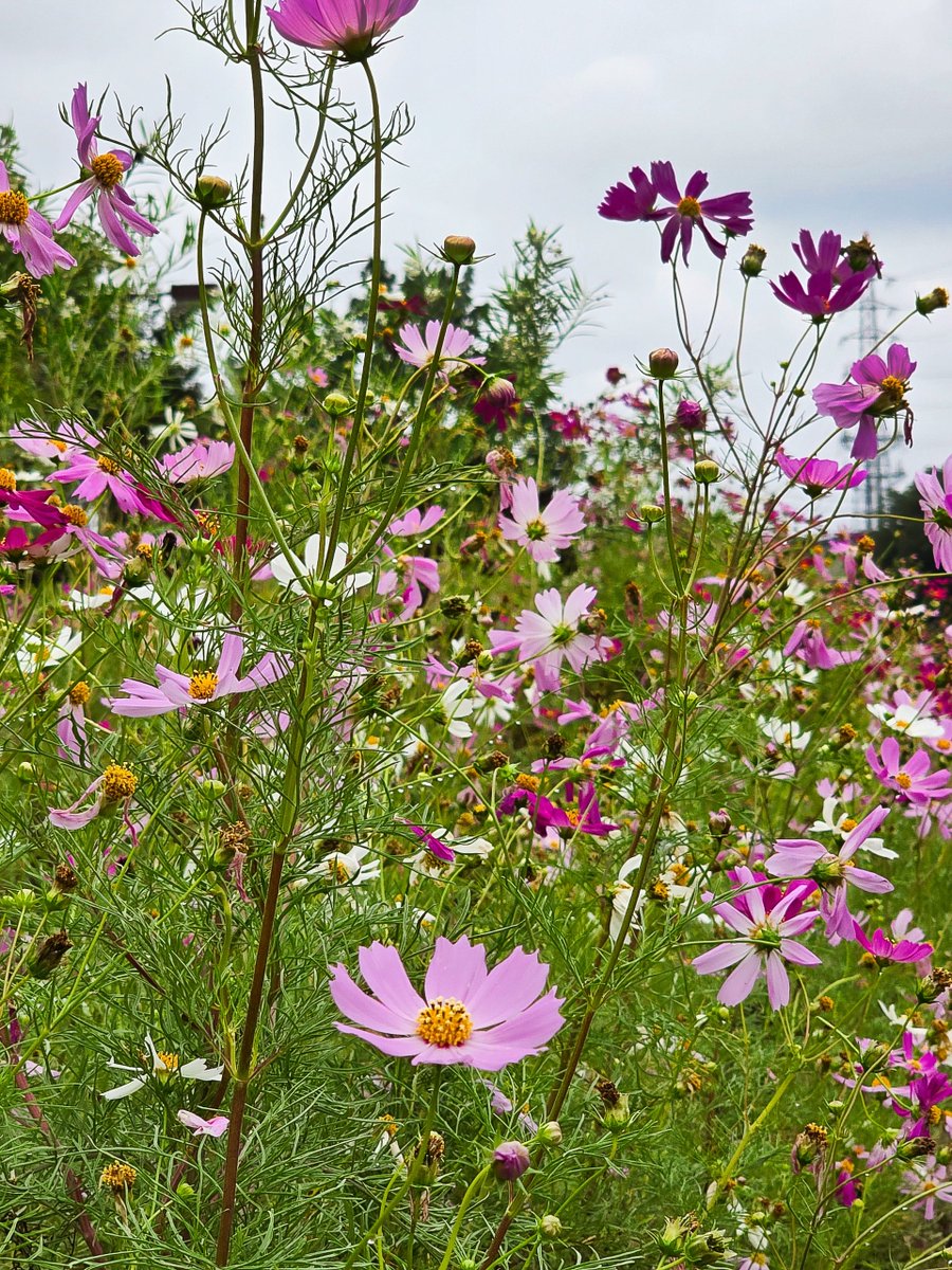 ryu ryu 3❌No DMs please🐯🍥🍚😋🎹🎸 fx