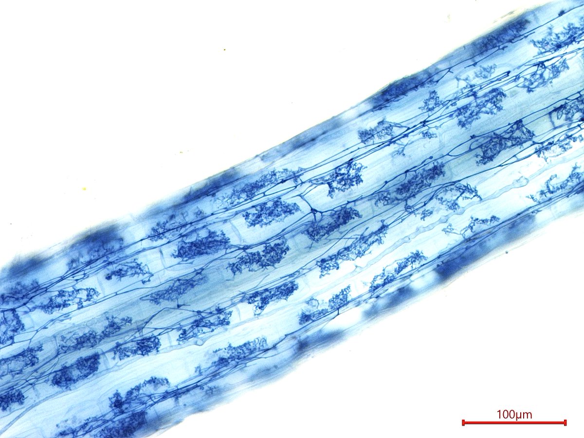 日本菌学会 (@Mycology_Japan) / Posts / X