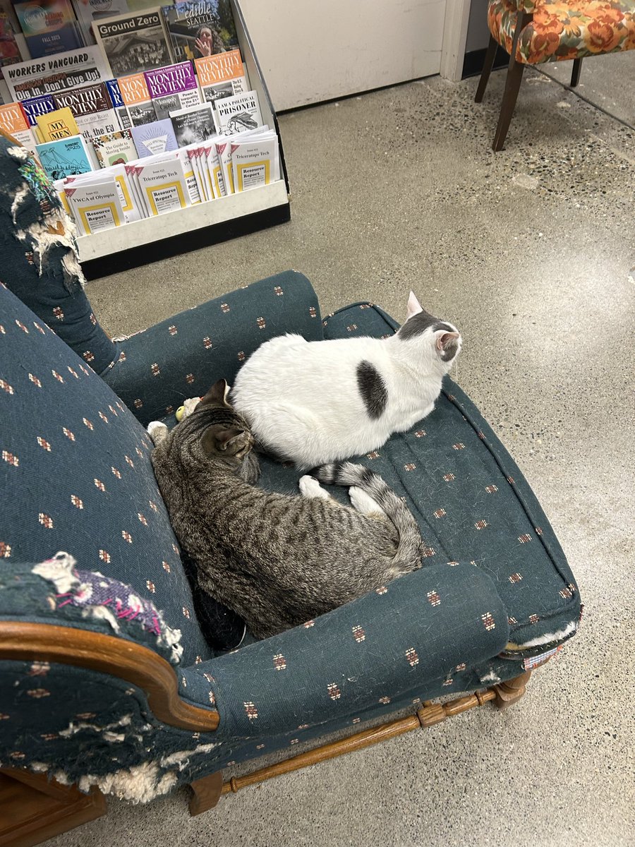 nokia_angl's tweet image. i went to my local co op bookstore and bought a book #supportinglocallibraries #yass there were also two cats there :3