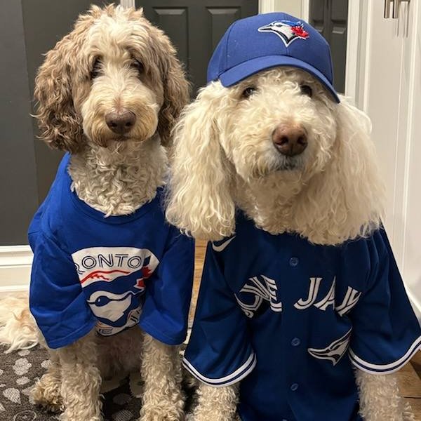 Come on Jays... we paid a lot of money for this merch 
<a href="/BlueJays/">Toronto Blue Jays</a> 
#WANTITALL