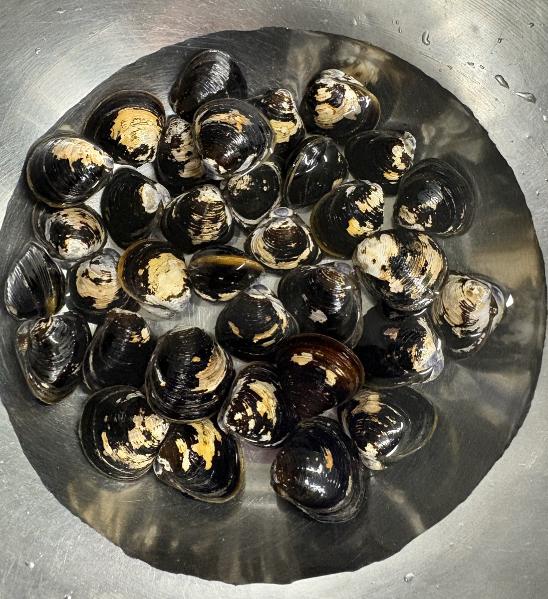 今晩はしじみ汁、今泥を吐かせてる
朝ドラの影響ね😅

ドラマ観て面白いこと思い出す☘️
母から絵本の読み聞かせの記憶ないが
小学校低学年の頃寝る前怪談を読み聞かせてくれた😝
えんじ色の表紙の小泉八雲の怪談本
短編なので毎晩一つ💦

怖いが心にじーんとくる話も🥹
母は山陰出身、おもろい子育て😆