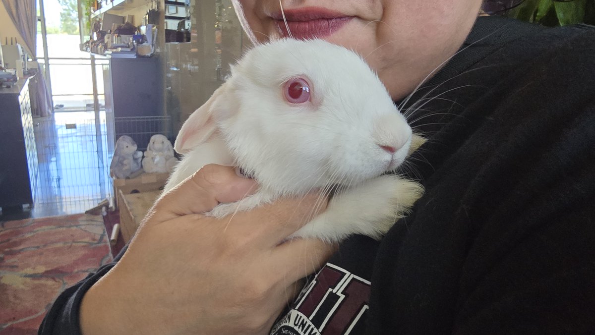 BunnyWorldFoundation tweet media