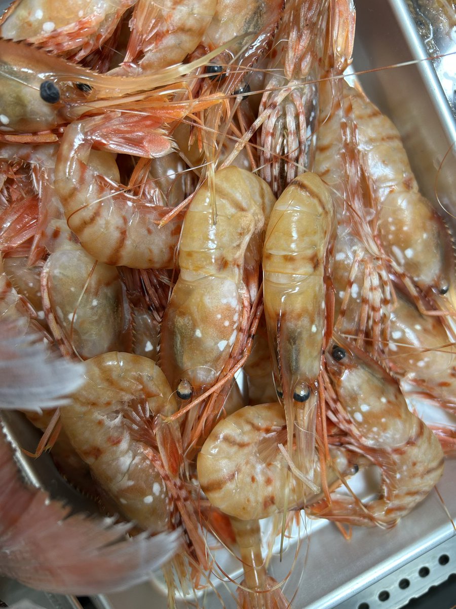 うおとら様　確認用 うおとら様 確認用 魚寅