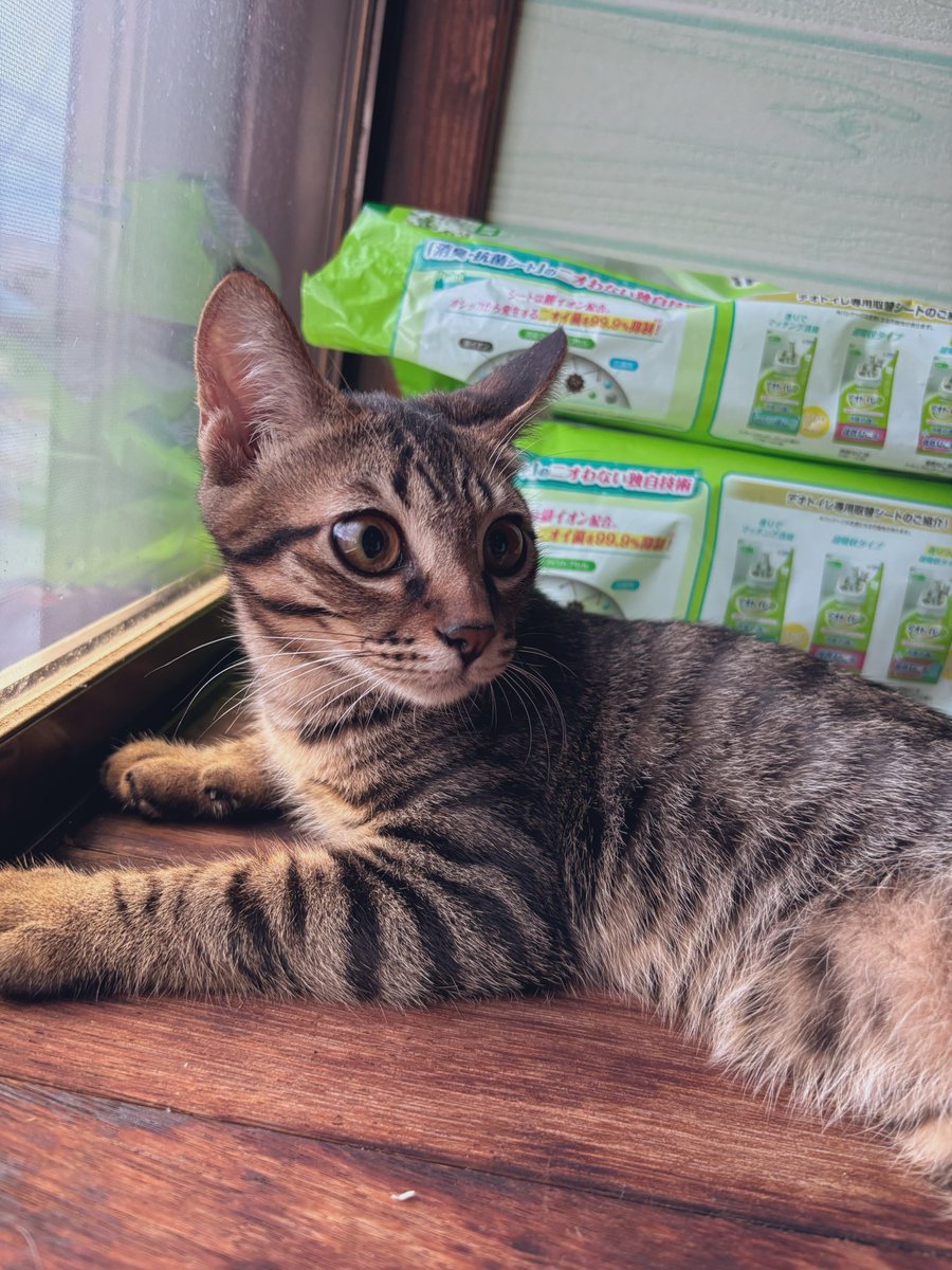 ♡ゆきそら4月♡オリジナル*バッグ2点＆ポシェット♡猫ちゃんパネル♡ MR-PETCT-13_00WP.jpg