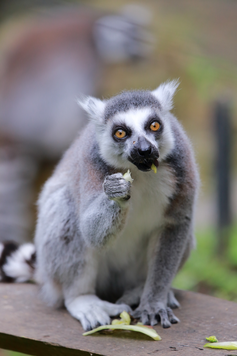 わお太郎の冒険譚 (@bsdog9) / Posts / X