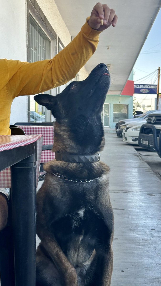 itscrispybtch's tweet photo. Hoy conocí a Rocko y su comida favorita son las gorditas 💖 https://t.co/s4viYlVIAR