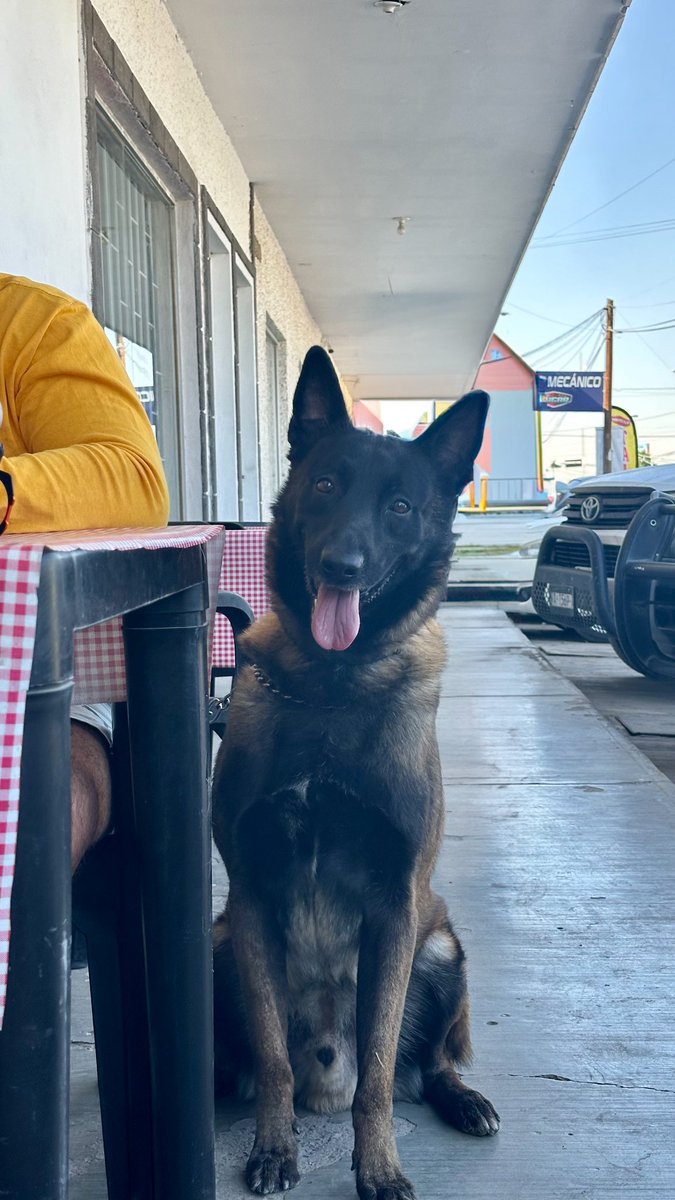 itscrispybtch's tweet photo. Hoy conocí a Rocko y su comida favorita son las gorditas 💖 https://t.co/s4viYlVIAR
