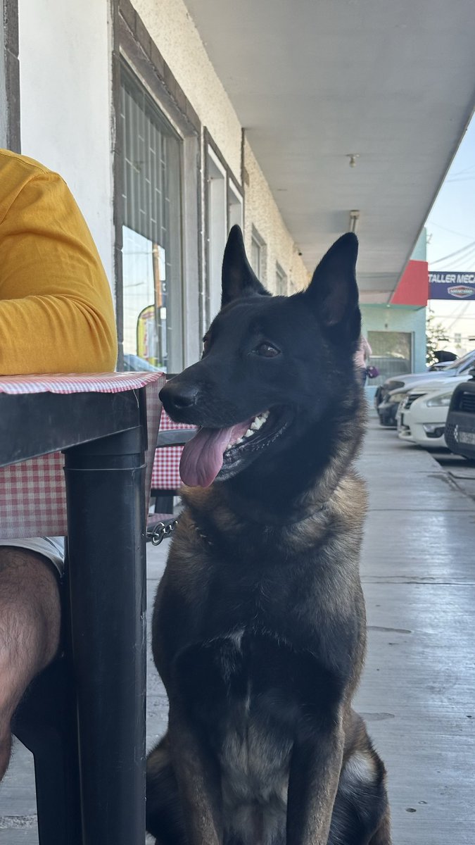 itscrispybtch's tweet photo. Hoy conocí a Rocko y su comida favorita son las gorditas 💖 https://t.co/s4viYlVIAR