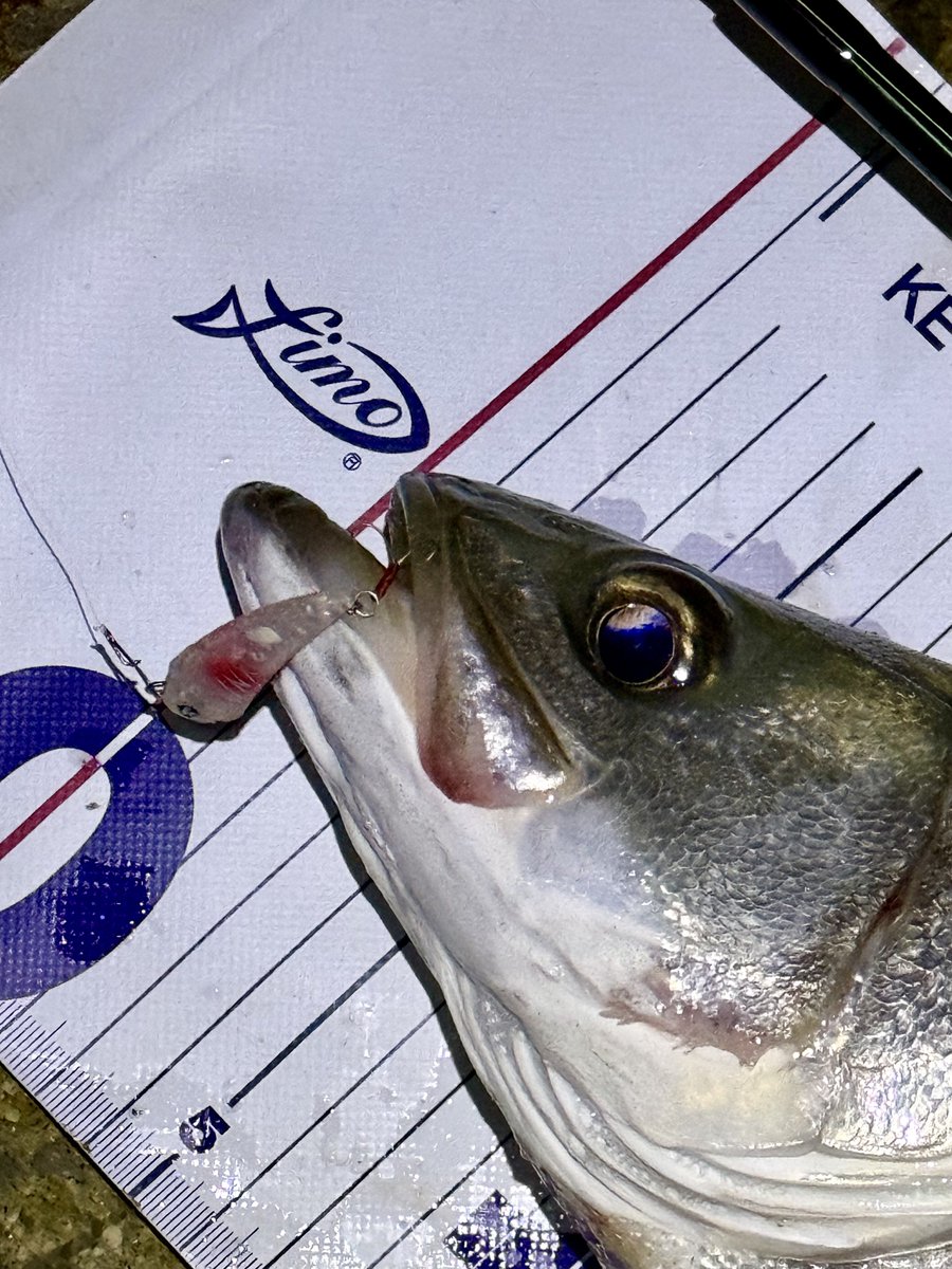 ルアーマン様❗️専用❗️ チキュー (@chikyu523) / Posts / X