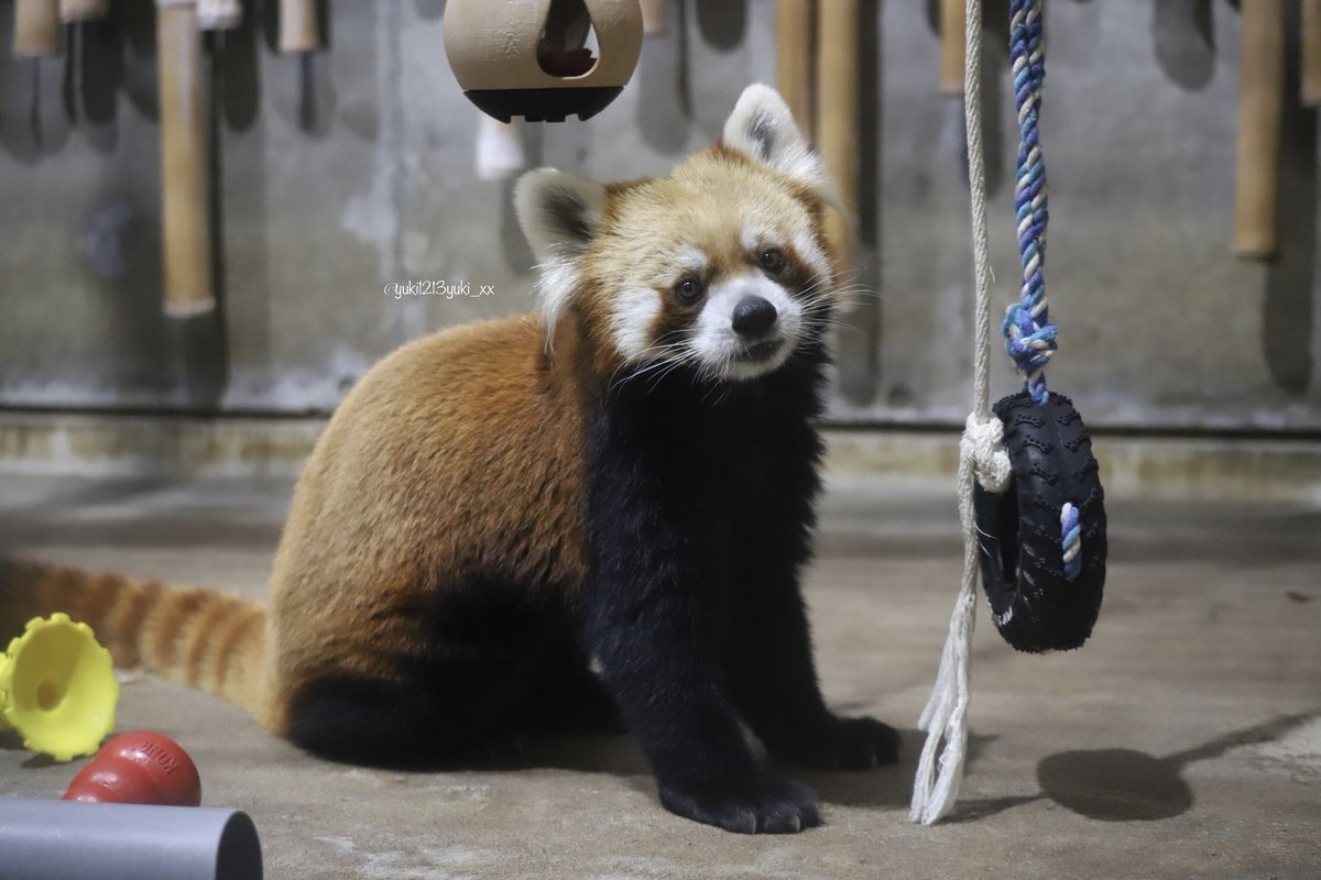 さくさぱんだ  Amazon | カバヤ食品 さくさくぱんだ 47g×8袋 | カバヤ食品