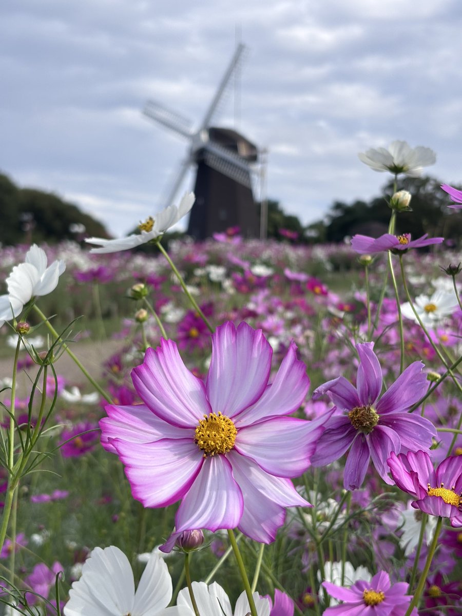 コスモス 波豆川コスモス | Phantom Gourmet 時々 Bike ZX-10RtypeJK