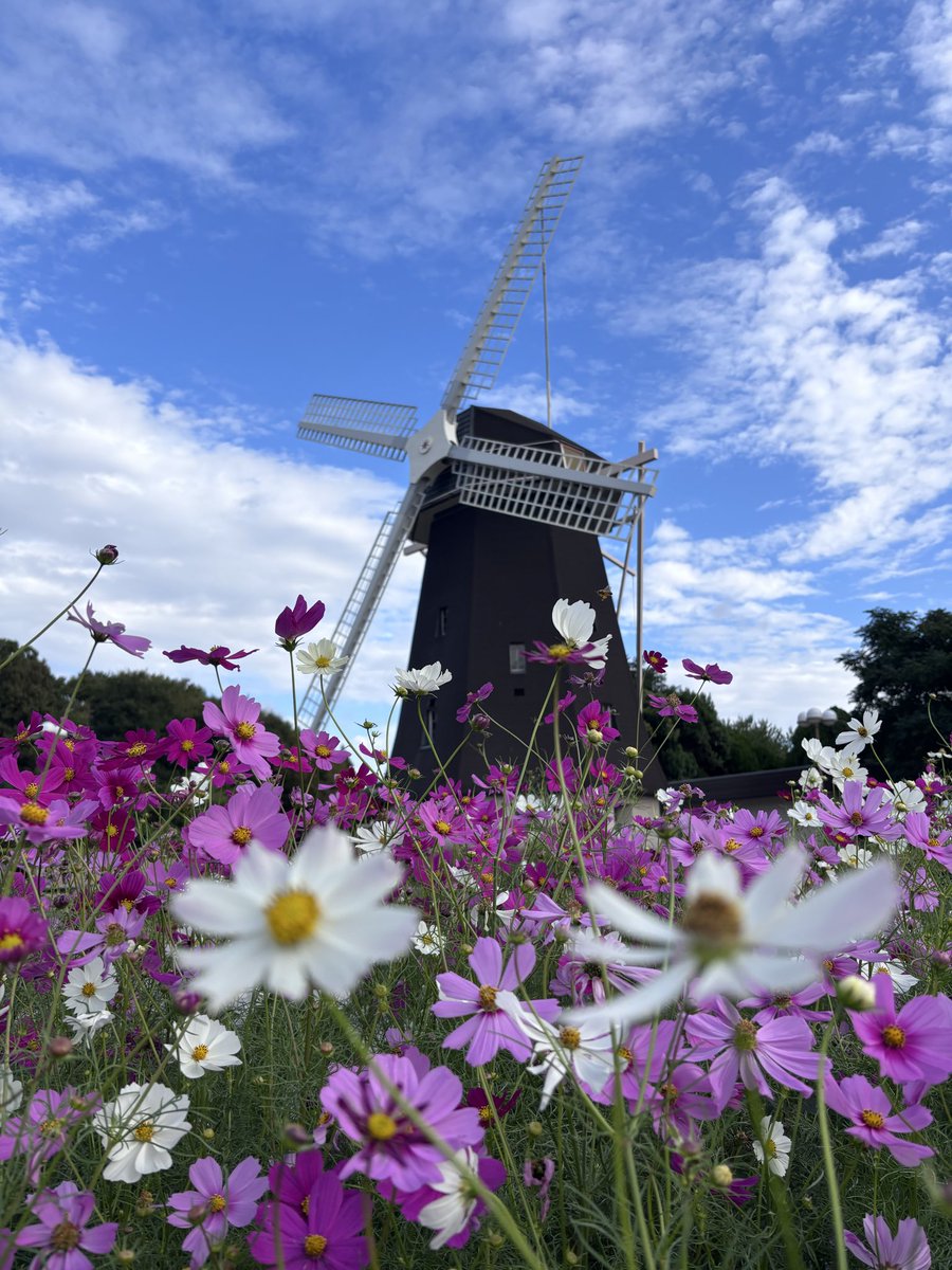 【コスモス】 さんかんPORTAL【公式】 on X