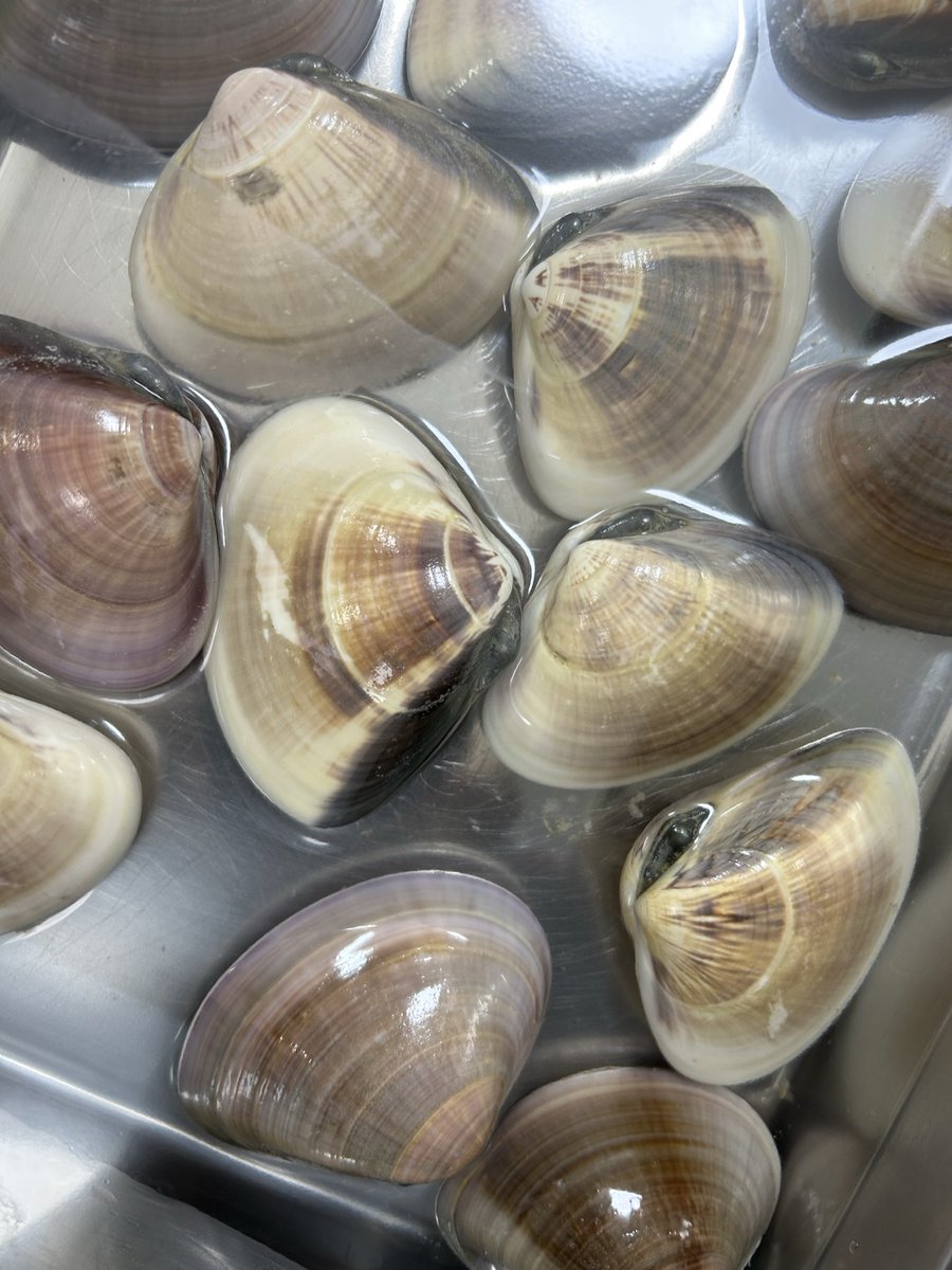 うおとら様 確認用 魚虎 うおとら on X