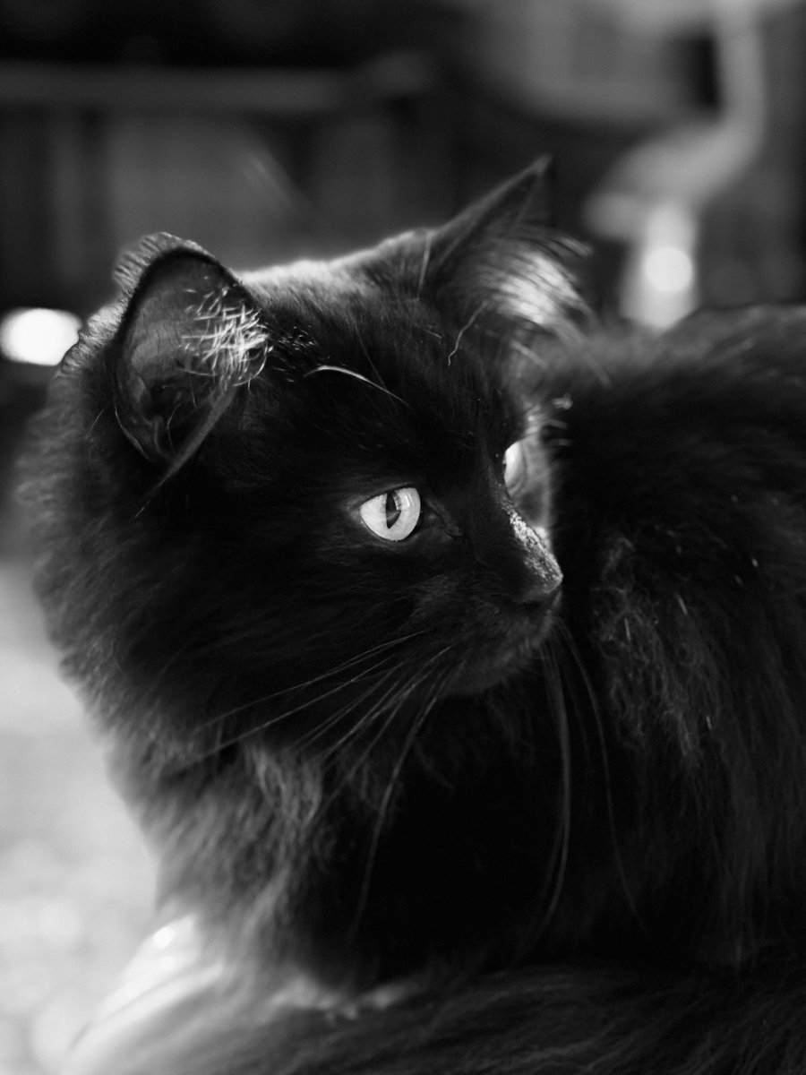 catnipaddicts's tweet image. It’s finally #ChatNoirFriday #OrangeOrBlackCatober