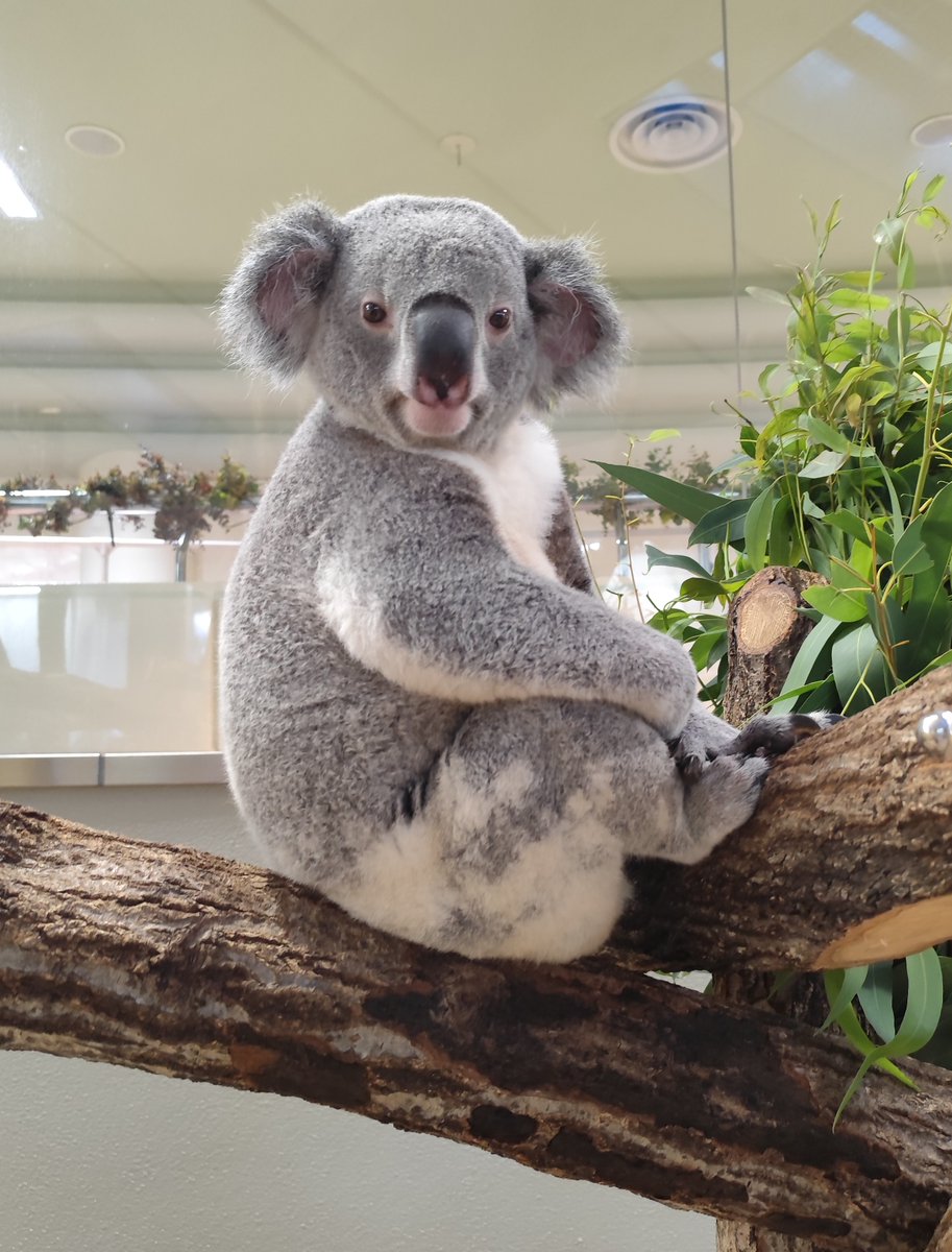 コアラ 180800746_o2.jpg?