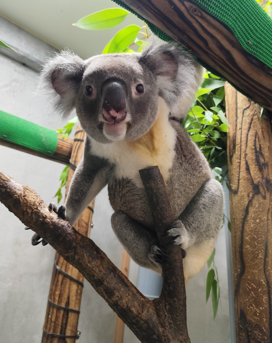 横浜市立金沢動物園【公式】 on X