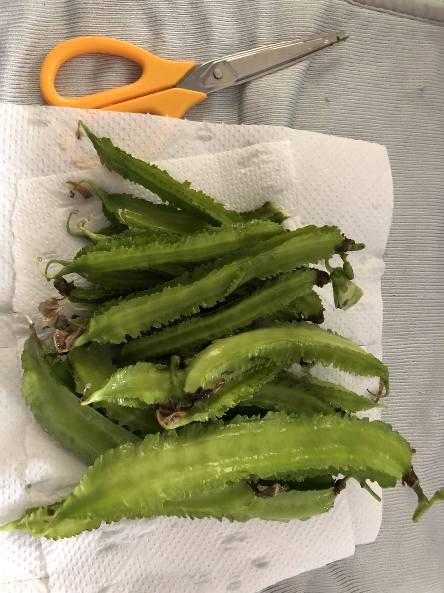 庭でシカクマメ収穫。今週末は雨なので、穴掘りは休止か。