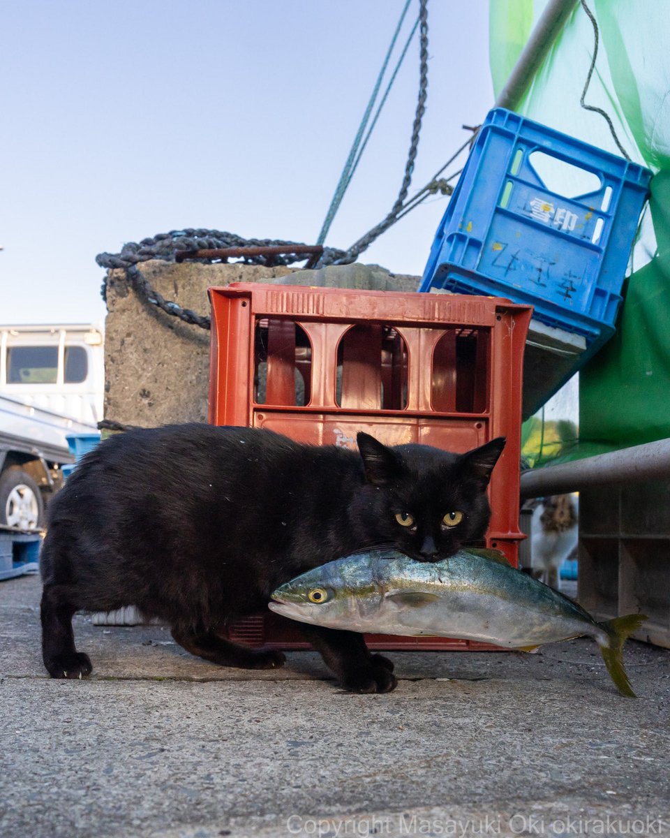 離さない。

#cat #ねこ #猫 #nekoclub
