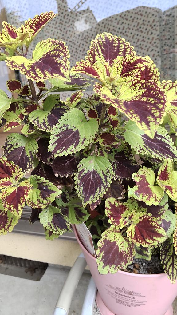 元気いっぱい薄曇り🌿✨🌿

#コリウス
#TLを花でいっぱいにしよう