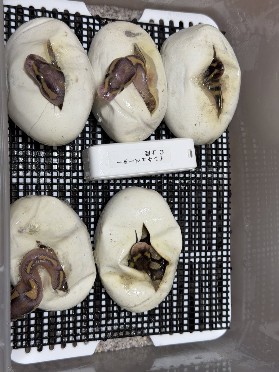 Python_regius44's tweet image. ニョキニョキ