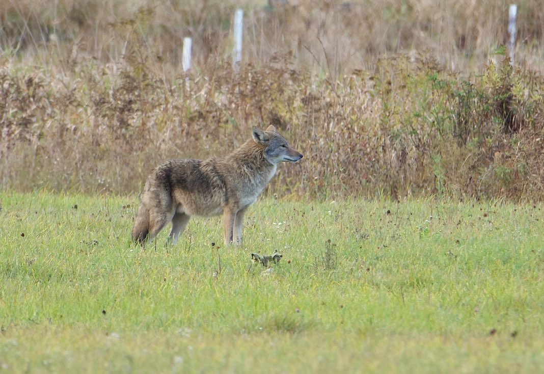 RoppityPhotos's tweet image. Monday coyote.
Friday coyote.
#Wildlife #WildlifePhotograph #Coyotes #Purgatory #RD
Have a great weekend everyone.