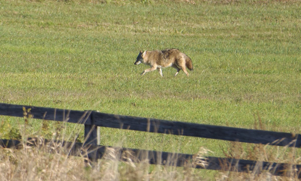 RoppityPhotos's tweet image. Monday coyote.
Friday coyote.
#Wildlife #WildlifePhotograph #Coyotes #Purgatory #RD
Have a great weekend everyone.
