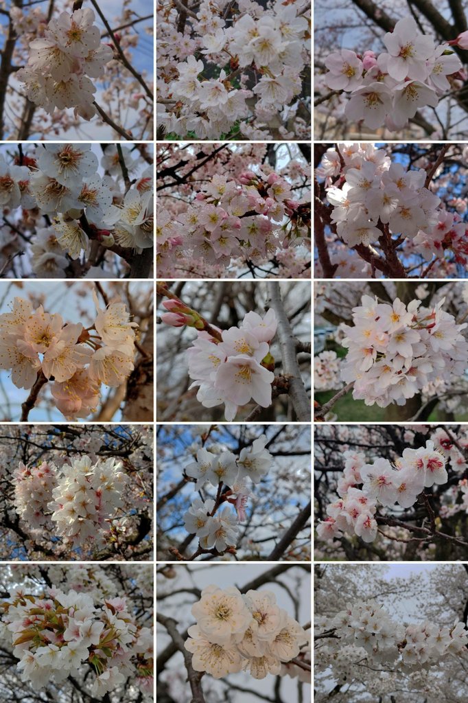 ViolaObtusa's tweet image. Google先生が作った花のコラージュ。
#サクラ #桜
#ソメイヨシノ #染井吉野