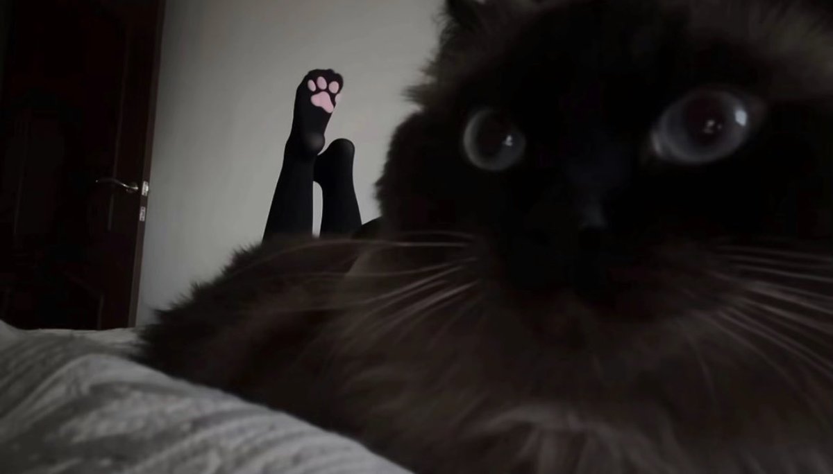 Black cats are not bad luck on X, image size:1200x684