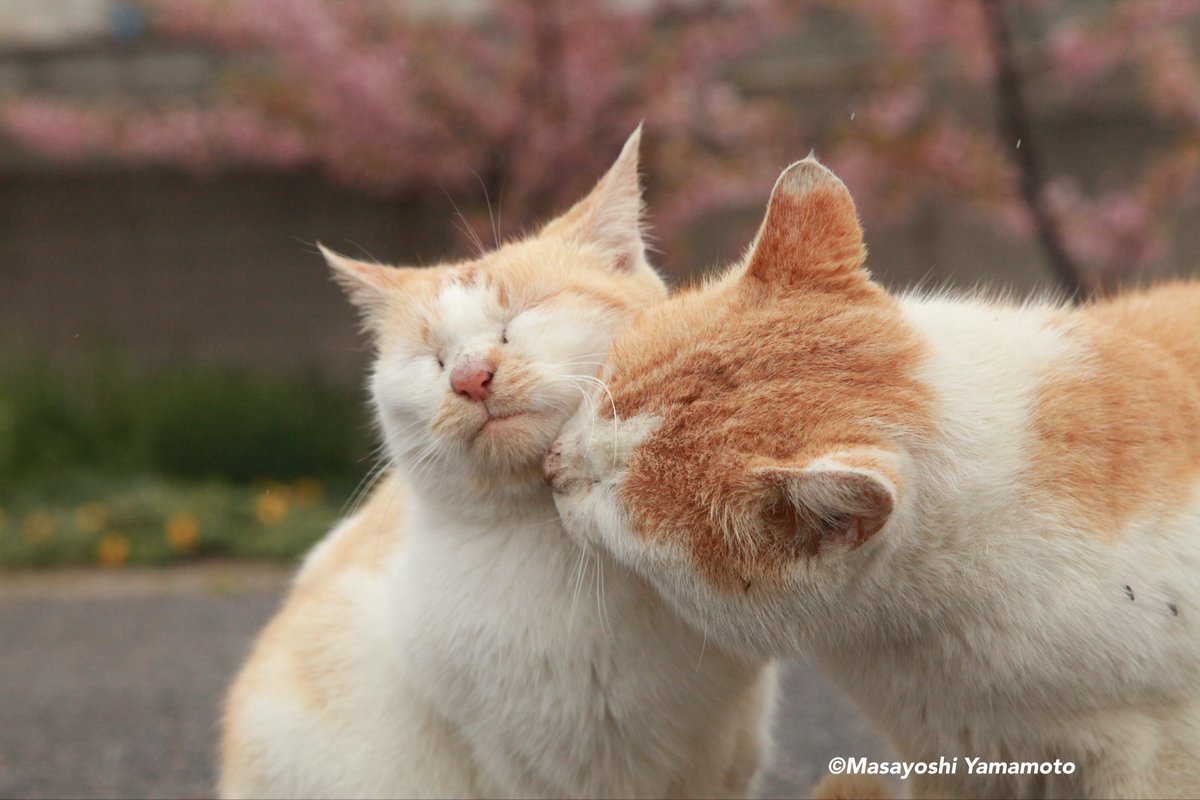 ︎山本 正義 (Masayoshi Yamamoto)立ち猫®︎ (@nekoiroiro