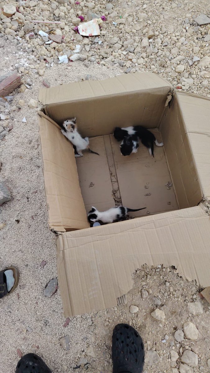 مدينة الرياض حي الياسمين 📍

قطط صغيرة للتبني العاجل ⭕️⭕️⭕️⭕️

للتواصل تويتر <a href="/MY_yellow_SKY/">سما</a>