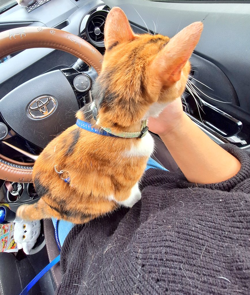 ねこたく gc0395-17_7bcdff09-c0ee-477b-