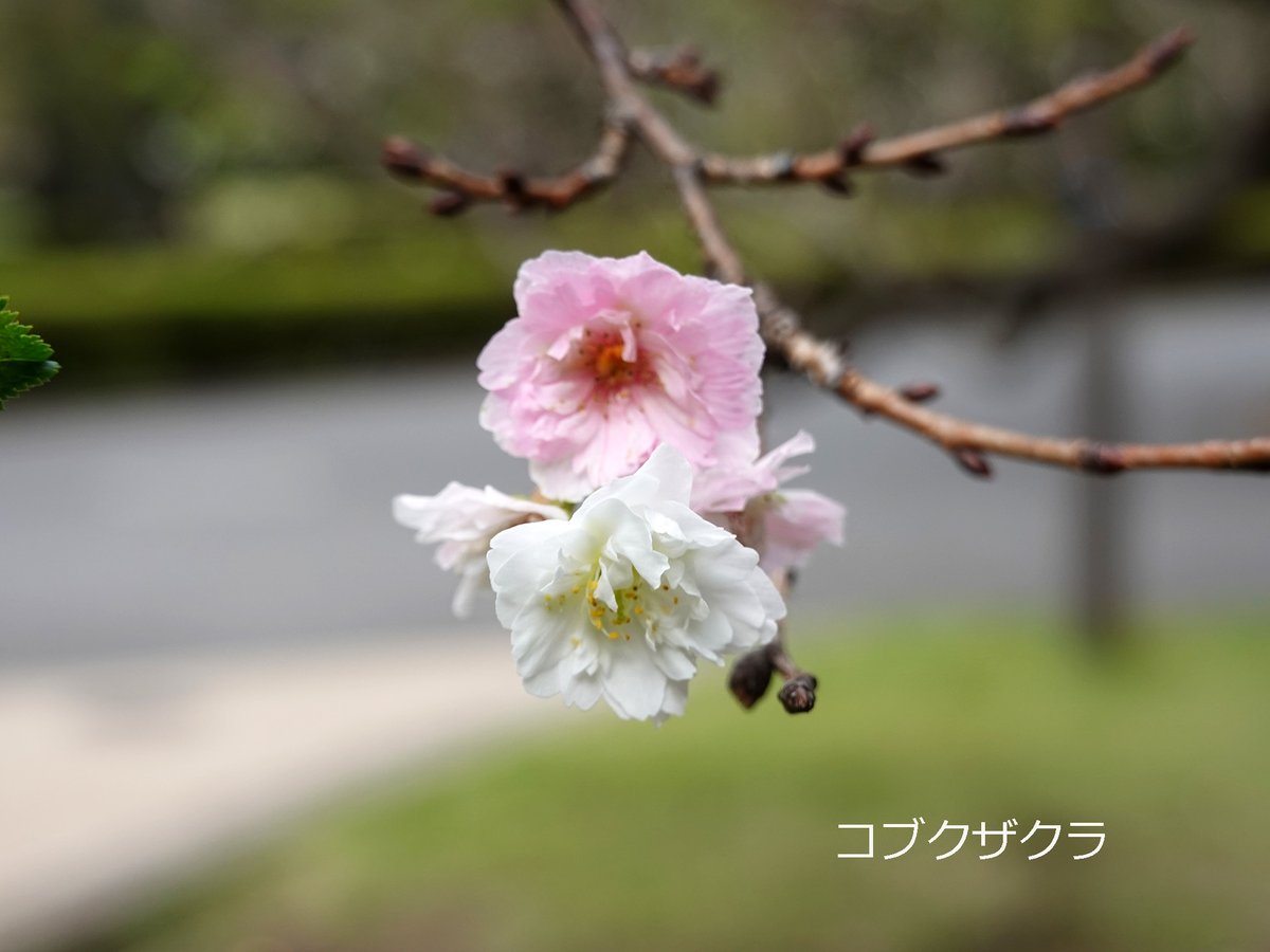 Mucha 桜草 楽天市場】粋 桜牡丹日本狼リバーシブルスカジャン 絡繰魂 244032 和柄