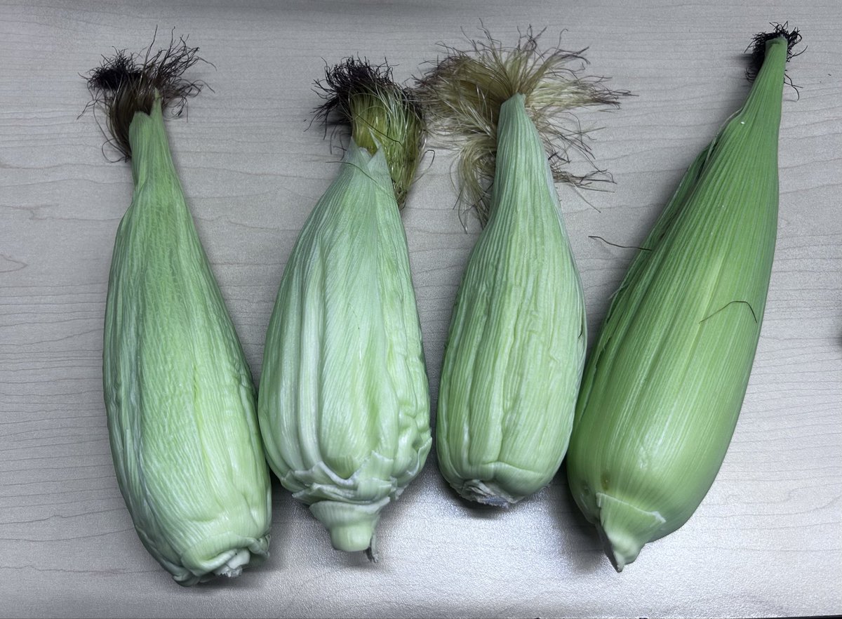 El sábado le llevaron flores a mi perro porque lo operaron. 

Y hoy me regalaron unos elotes de pueblo y yo siento como que me trajeron también flores!!! 

No dejen de regalar flores o cosas que se asemejen a ese detalle 💛

Miren nomás qué color tan precioso 🌽