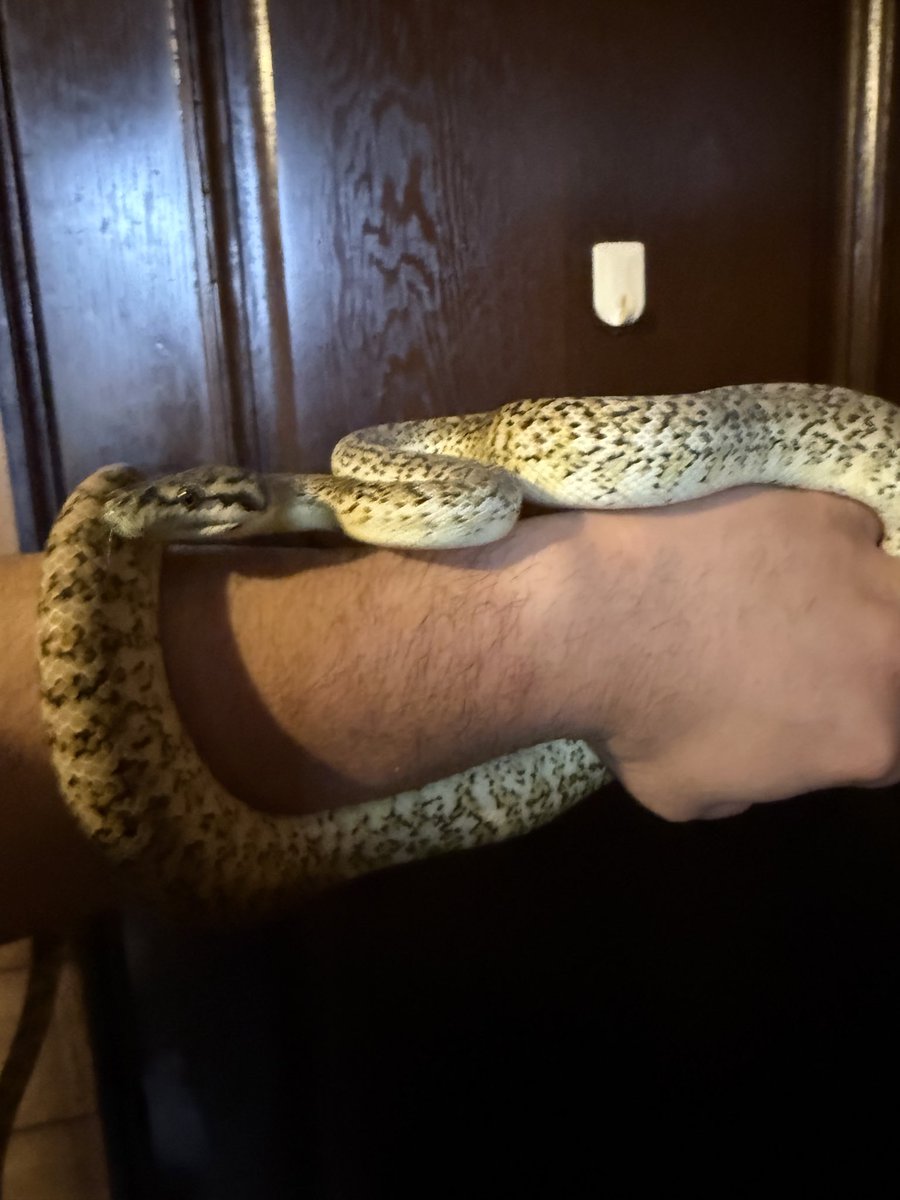 Carpetpyth0n's tweet image. 珍しくハンドリングしてみた