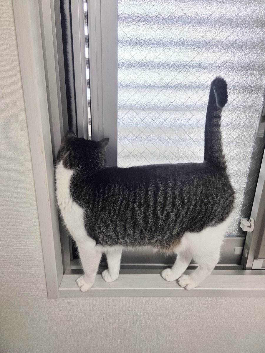 つくね ページ つくね on X