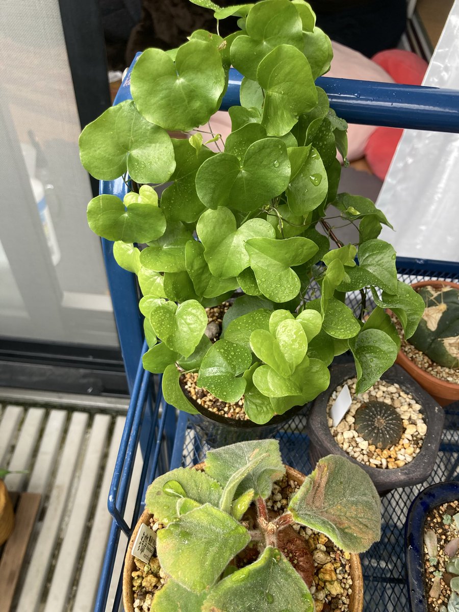 油彩　森と水 水森亜土 原画 油絵