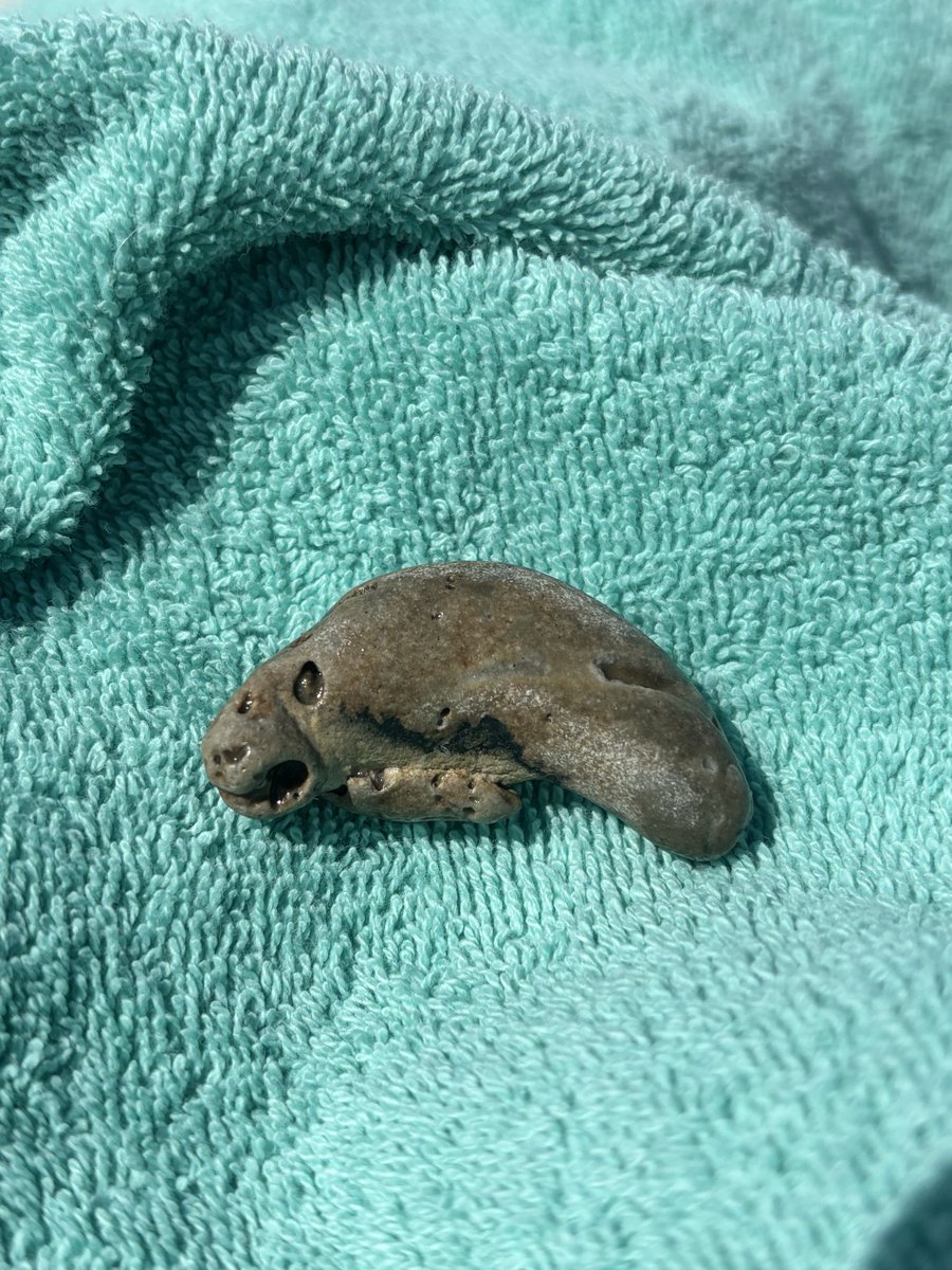 Found a rock that looks like a manatee at the beach today. I’ve been insufferable ever since.