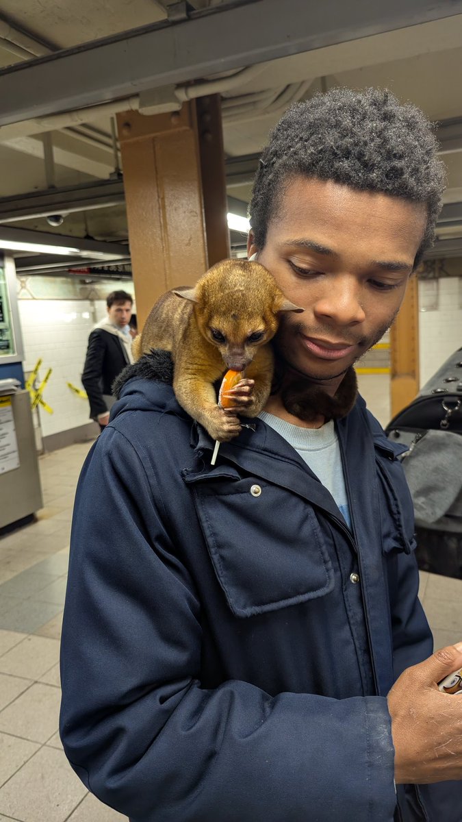 I know <a href="/CrocodileCam/">Crocodile Cam⚡️🇨🇻</a> will be on his "you can't have it as a pet", stern disapproval soapbox, but I just saw bro with a Kinkajou wrapped around his shoulder, trying to eat a lollipop, in a NYC train station 😂😭