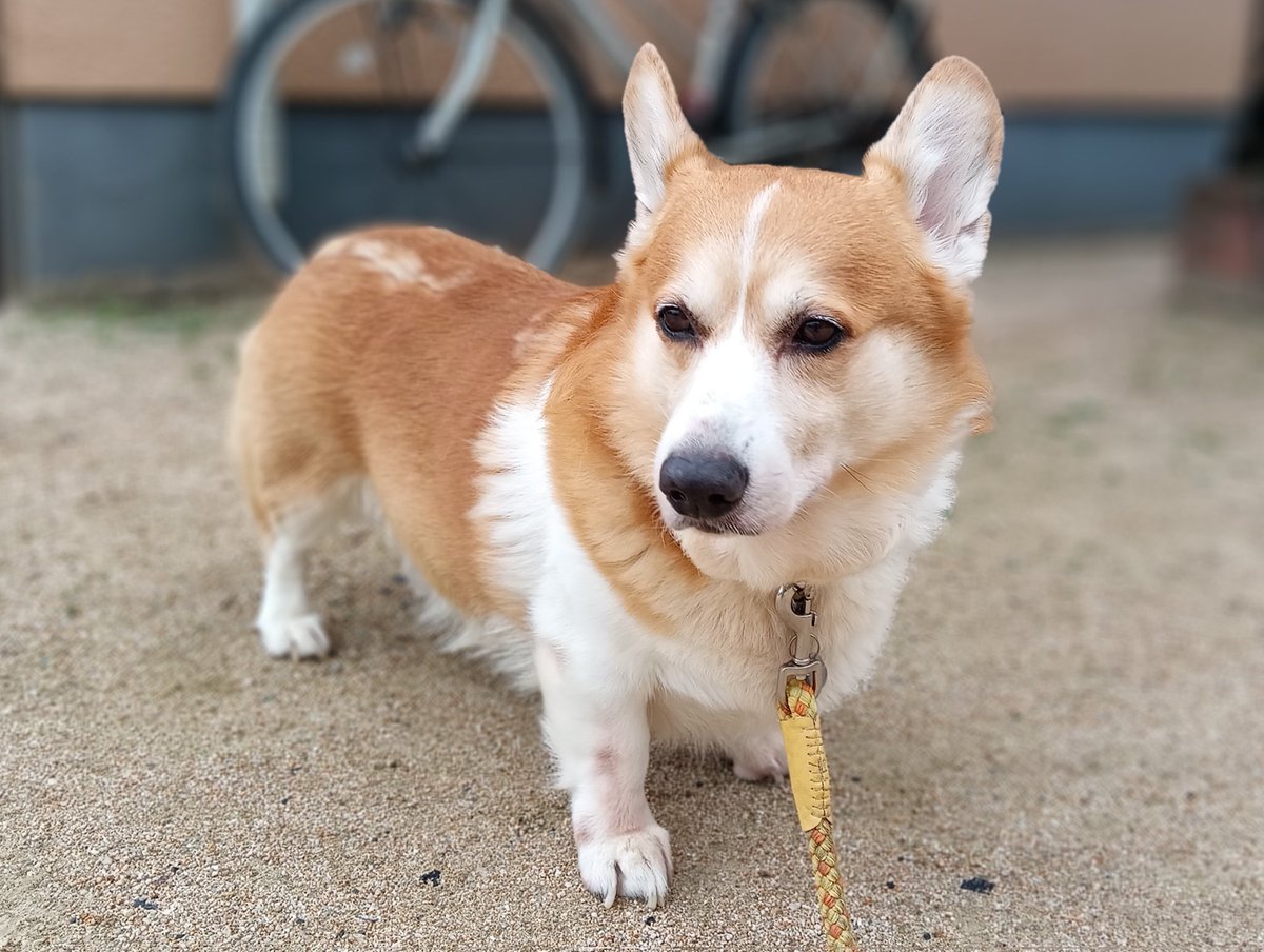 dogページ V300 Dog quote-048-WWP : Amazon.ca: Home