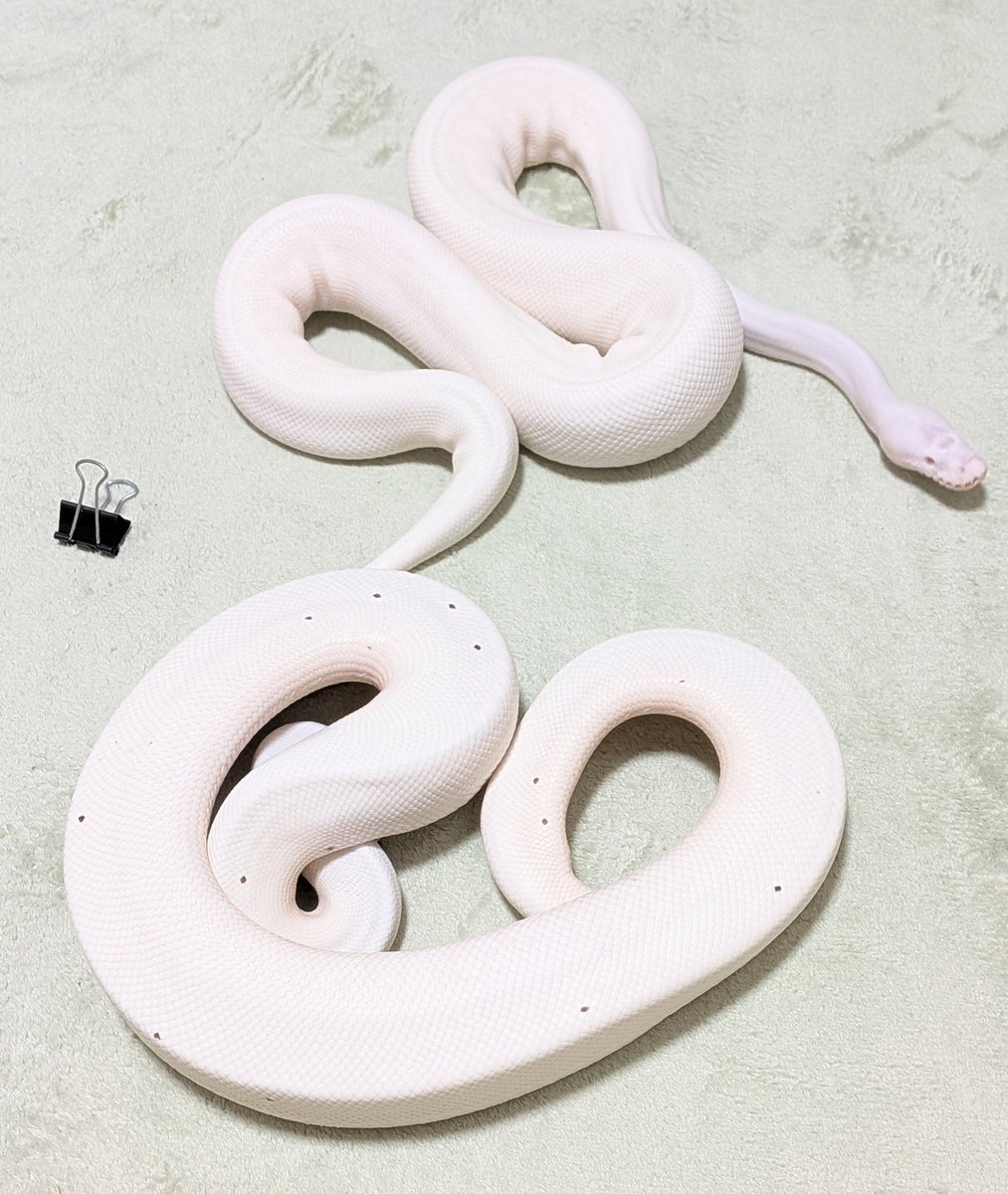 BallPython1207's tweet image. 11時〜
「バナナの家」開けまーす😊✨
お気軽に遊びに来て下さい〜
\(^o^)/
#バナナの家
#ボールパイソン
#爬虫類
#ballPython