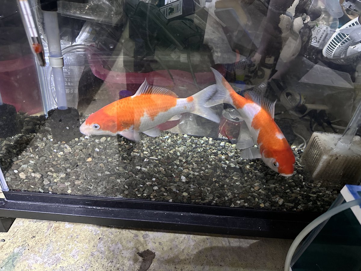 ファクトリーYOSHIDA (@yoshiatu) / Posts / X