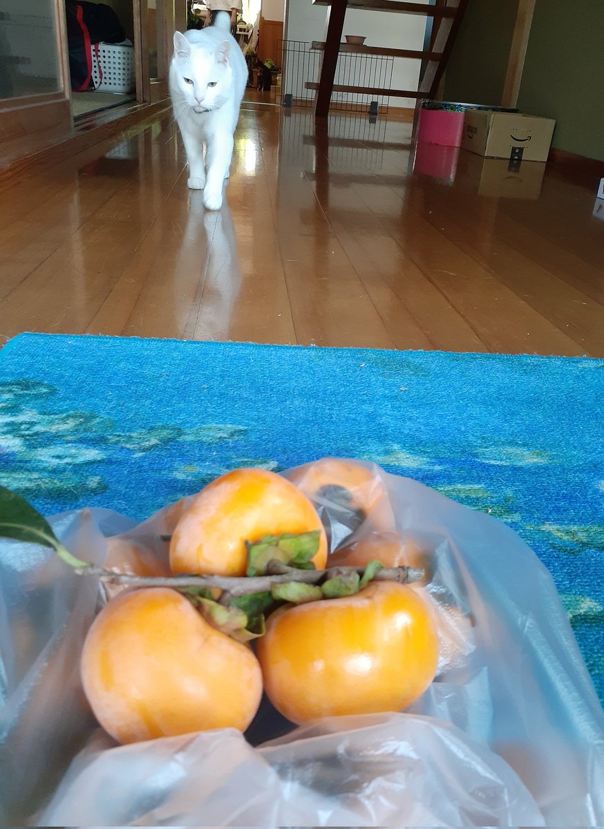 はるるん はるるん(はるはる11/26つーはる) on X