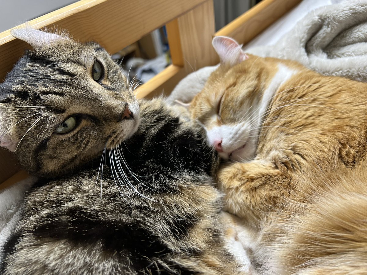 この2匹の関係よくわからないな
異父兄弟
初対面で仲良くなる
たまにプロレス
広い家に引っ越したら2年かけて不仲に
たまにプロレス&amp;キャットレース
弟はごはんを横取りする、兄は基本しない(自分ルールあり)
寒くなると引かれ合う

#猫好きさんと繋がりたい  #猫のいる暮らし #americancurl #kinkalow