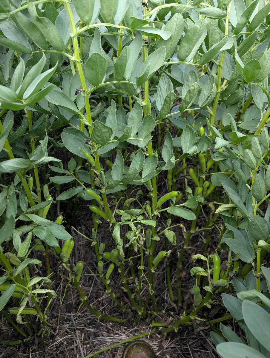 Bit of old fashion hand weeding. Good opportunity to get up close and check the podding. Much better than I would expect in such a dry year.