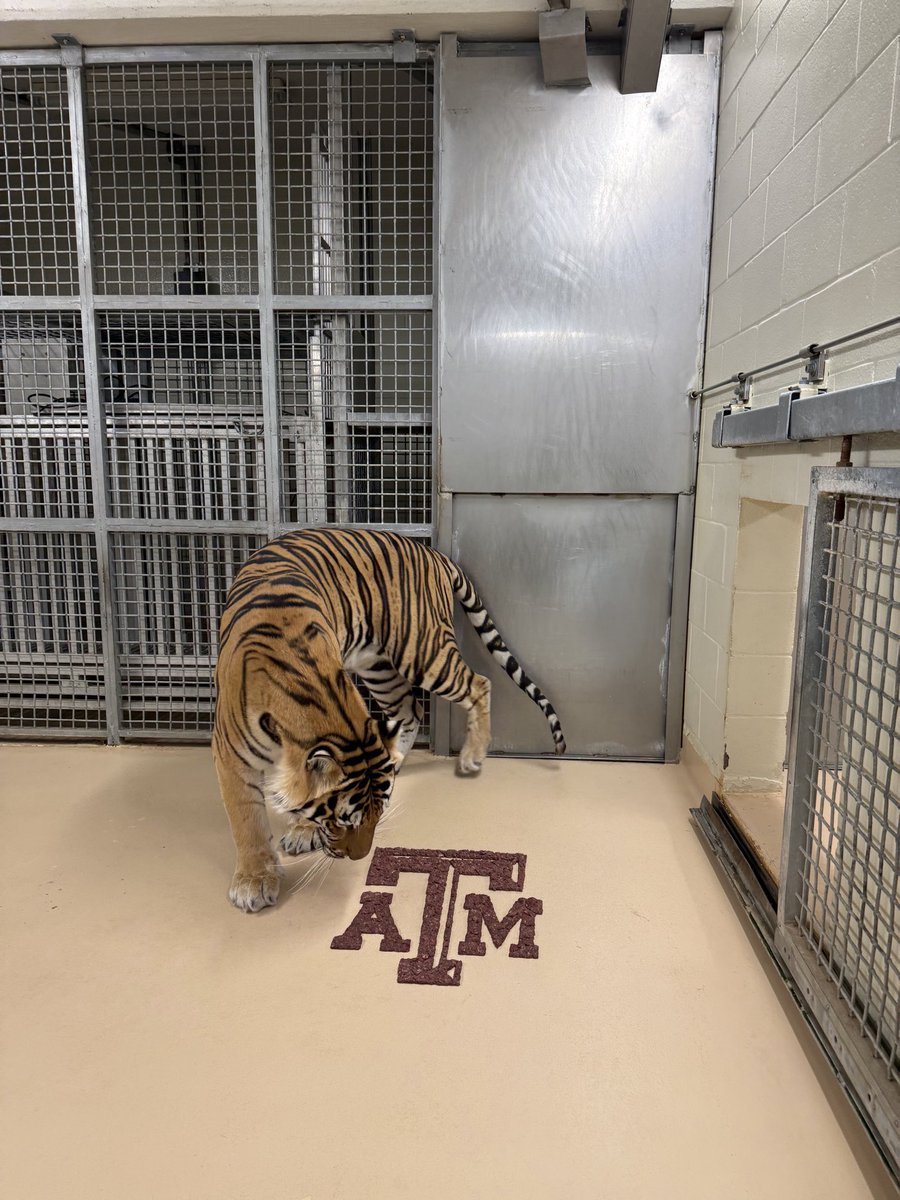 Mike VII (@MikeTheTiger) / Posts / X