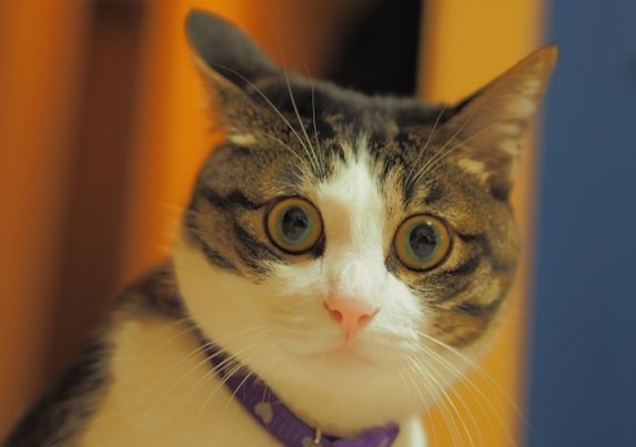 ささきページ 佐々木 on X