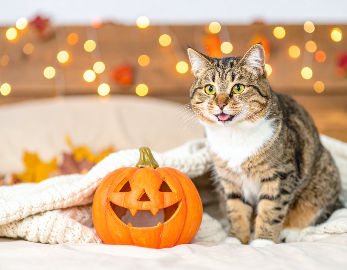 Pumpkin + catnip = best fall combo for your cat! 🎃🐾 See the Yeowww! toy → shorturl.at/r8dQH
#CatFun #HalloweenKitty
