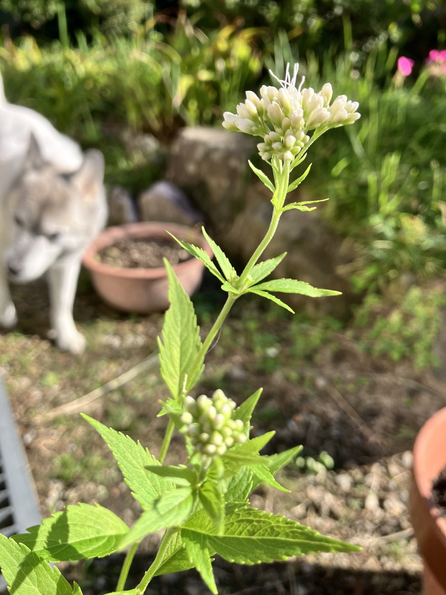 chikaページ PikKa on X