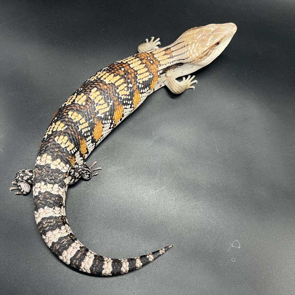 DREXX 【旭川本店】 on X