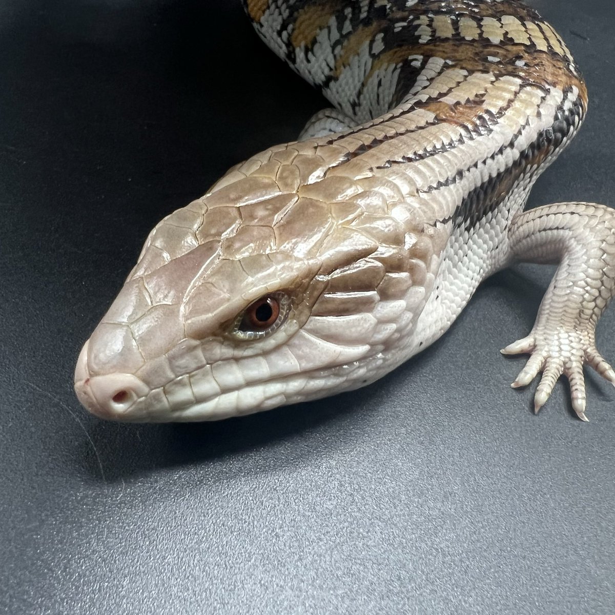 DREXX 【旭川本店】 on X